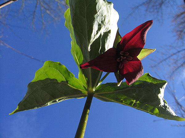 Trillium erectum Illscent Trillium Red Trillium Wakerobin