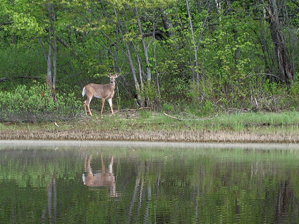 White tailed deer at Presquisle on the Ottawa River near Point Alexander