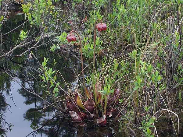 Sarracenia purpurea  Northern Pitcherplant
