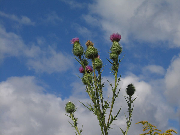 Thistles