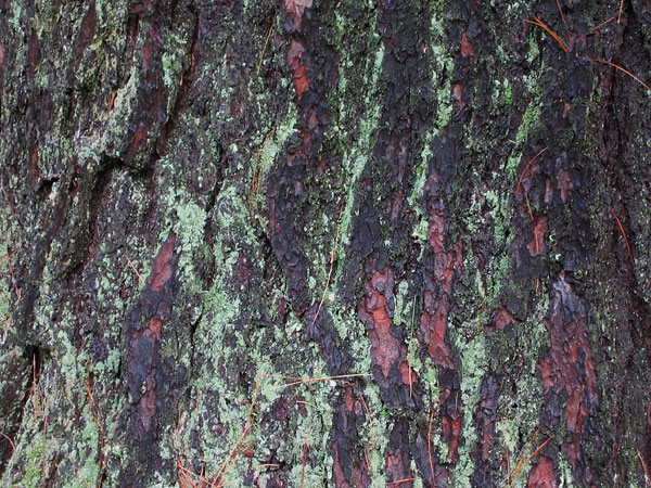 White Pine