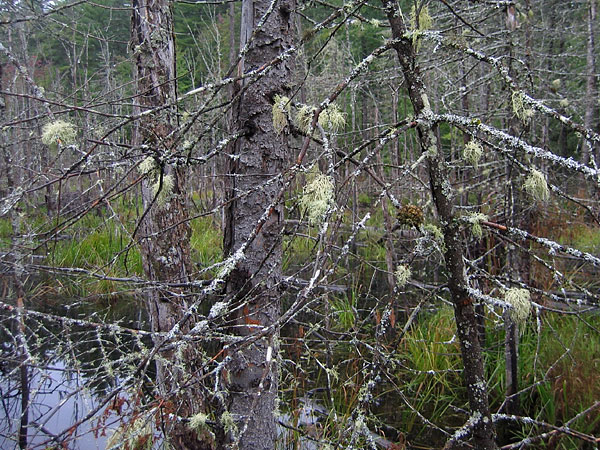 Wetland and Lichen in the Petawawa Research Forest