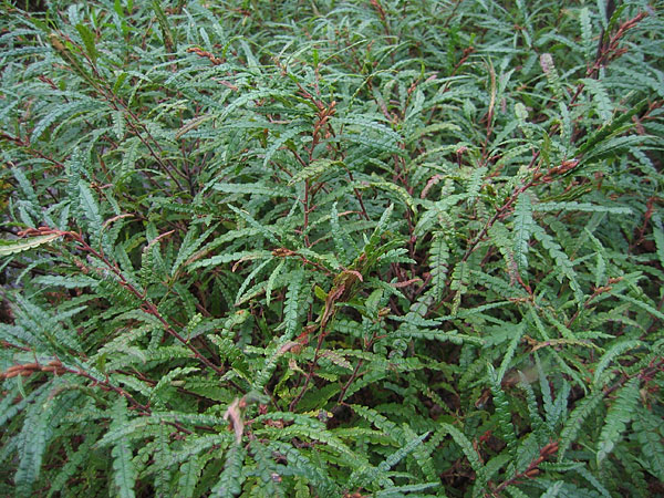 Sweet Fern  Comptonia peregrina  in the Petawawa Research Forest