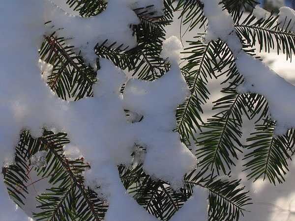 snow lattice on balsam boughs