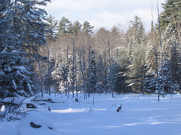 Beaver pond in Petawawa Research Forest in winter