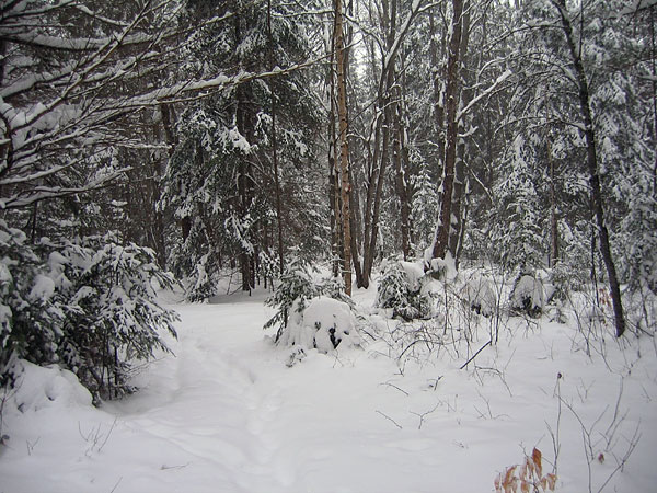 Snowshoe Trail