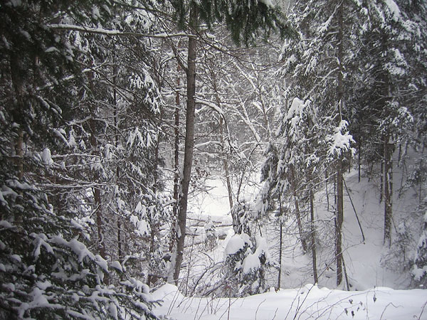 McConnell Creek Ravine