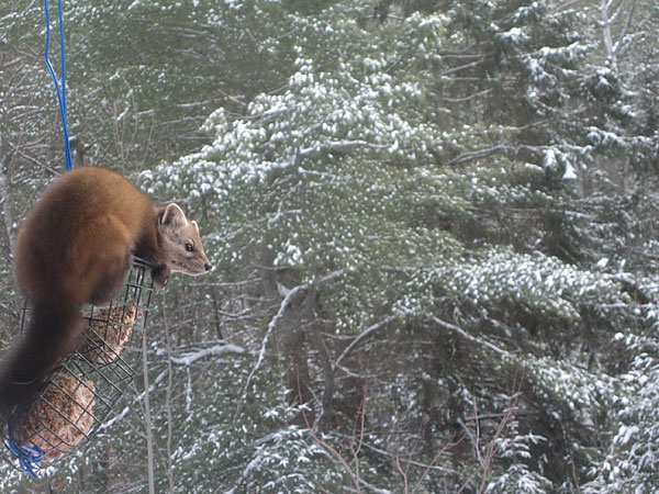 American Marten pine marten  martes americana pine marten  martes americana