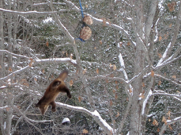 American Marten pine marten  martes americana