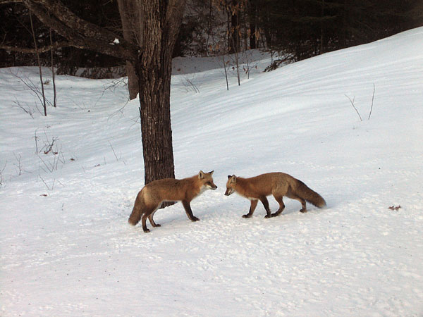 Red Fox