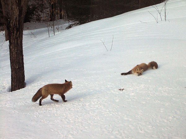 Red Fox