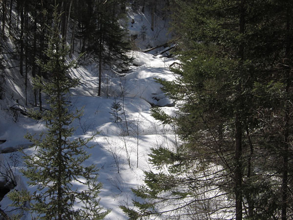 Spring in the McConnell Creek Ravine