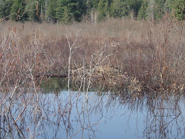 Canada Goose sitting on nest