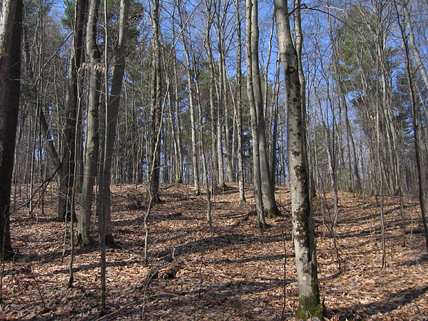 Beech Bush in the Petawawa Research Forest