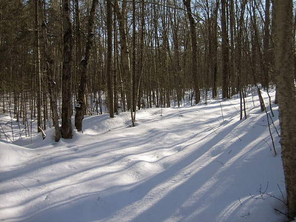 School House Road in Petawawa Research Forest