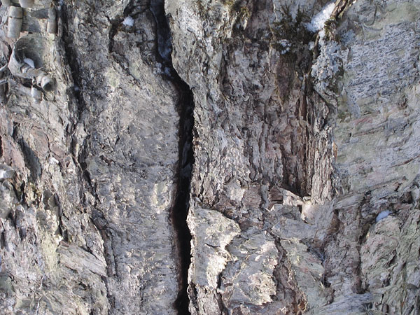 Birch Trunk in Petawawa Research Forest