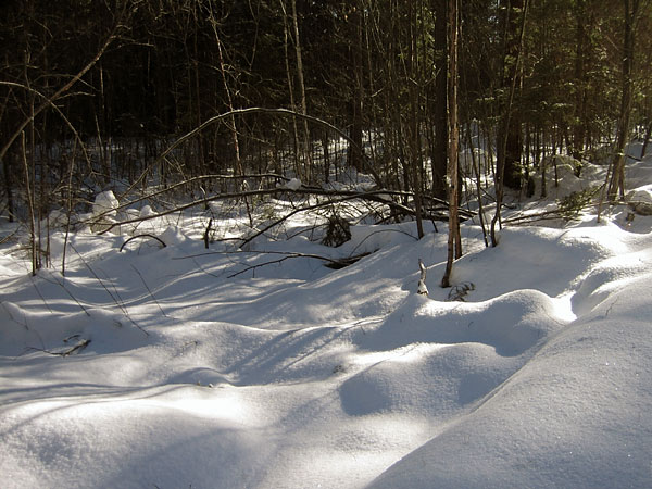 Snow Shapes along R5 in the Petawawa Research Forest
