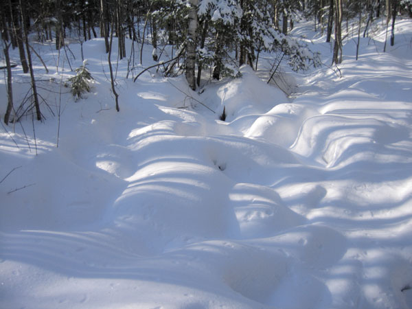 Snow shapes in the Petawawa Research Forest