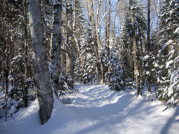 Along the HSA Ski Trail in the Petawawa Research Forest