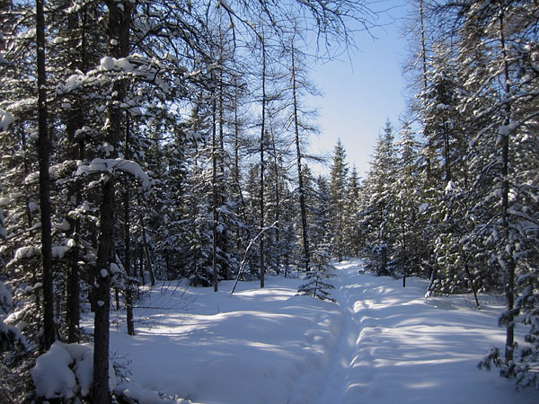 Along the HSA Ski Trail in the Petawawa Research Forest