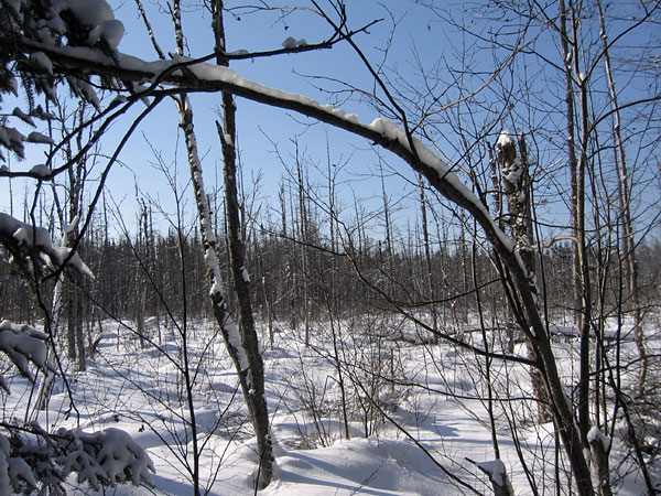 Along R3 in the Petawawa Research Forest