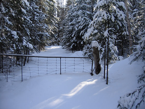 Along R3 in the Petawawa Research Forest