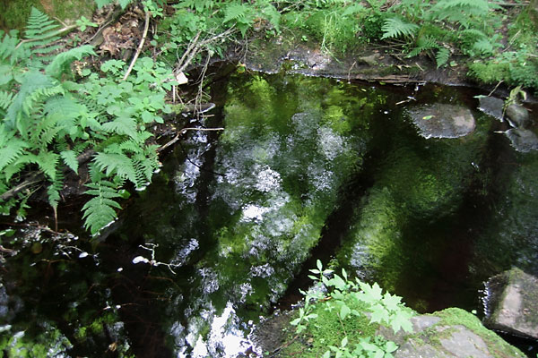 forest pool in the Petawawa Research Forest
