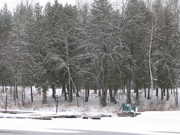 Snowy trees at the Deep River Marina