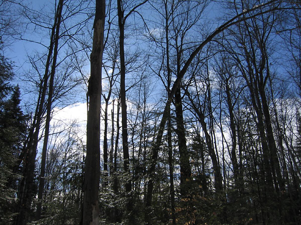 along the Acer Trail in the Petawawa Research Forest