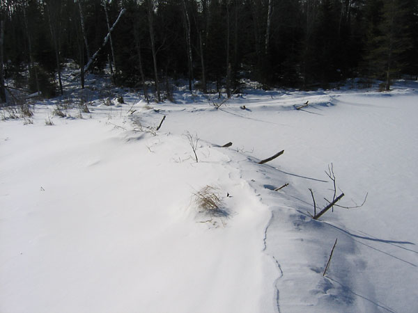 beaver dam along the Acer Trail in the Petawawa Research Forest