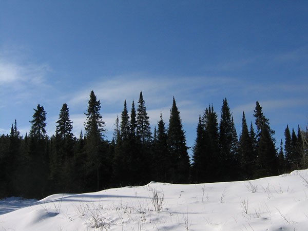 Spruce skyline near Young Creek in the Petawawa Research Forest