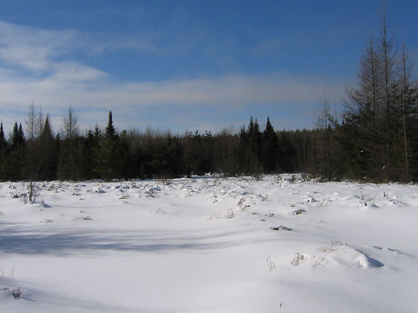 Betula Trail in the Petawawa Research Forest