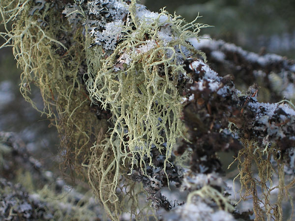lichen