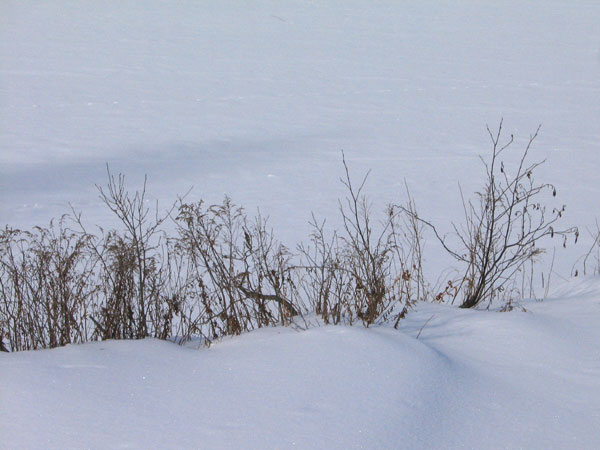 Winter shoreline of Thomas Lake in the Petawawa Research Forest