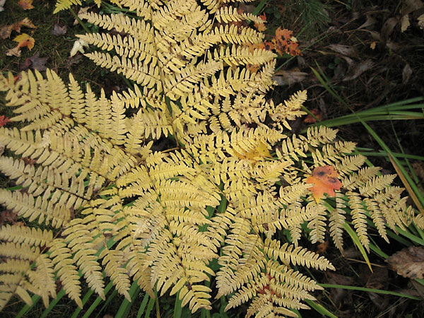 bracken
