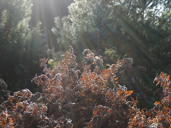 Bracken