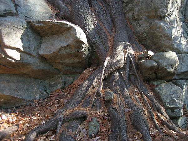 rocks and roots along the Big Pines Trail in Algonquin Park