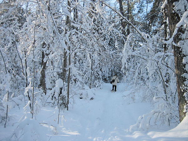 Snowshoeing along R4 in the Petawawa Research Forest
