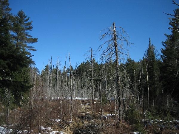 beaver dam in the Petawawa Research Forest