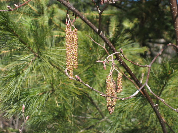 catkins in the Petawawa Research Forest